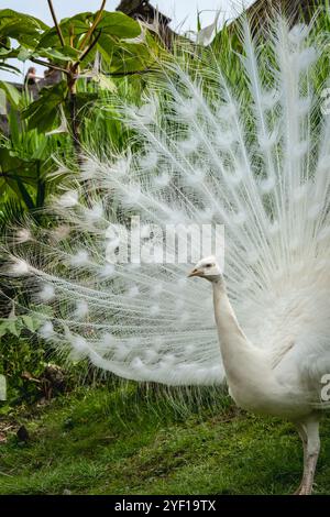 Weißer Pfau mit seinem schönen offenen Schwanz und Federn im botanischen Garten, herrlichem Paarungsgefieder. Peacock Vogel geht frei Stockfoto