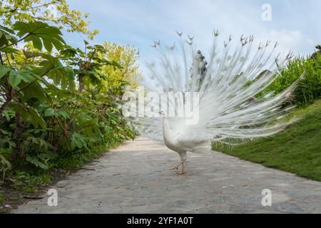 Weißer Pfau mit seinem schönen offenen Schwanz und Federn im botanischen Garten, herrlichem Paarungsgefieder. Peacock Vogel geht frei Stockfoto