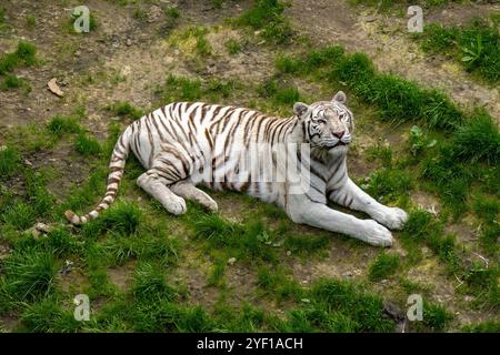 Ein majestätischer weißer Tiger schlängelt sich anmutig durch seinen Lebensraum, sein markantes weißes Fell ist mit kräftigen schwarzen Streifen verziert. Die durchdringenden blauen Augen davon Stockfoto