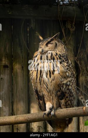 Ein gelbbrauner Eule strix Aluco schläft gut. Wildtierkonzept. Stockfoto