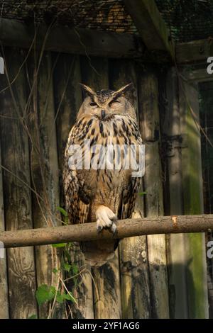 Ein gelbbrauner Eule strix Aluco schläft gut. Wildtierkonzept. Stockfoto