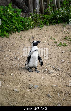 Afrikanische Pinguine im Stoney Point Nature Reserve, Bettys Bay, Südafrika Stockfoto