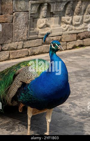 Eleganter männlicher Pfau mit gefächertem Zug, um weibliche Balzfiguren anzulocken Stockfoto