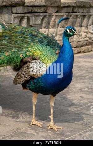 Eleganter männlicher Pfau mit gefächertem Zug, um weibliche Balzfiguren anzulocken Stockfoto