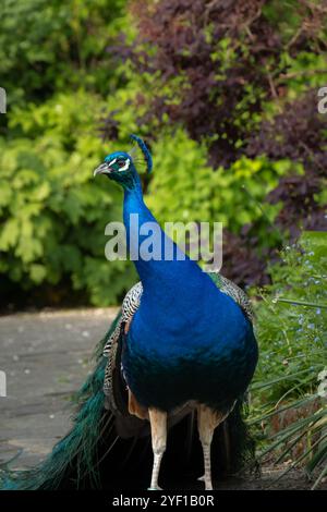 Eleganter männlicher Pfau mit gefächertem Zug, um weibliche Balzfiguren anzulocken Stockfoto