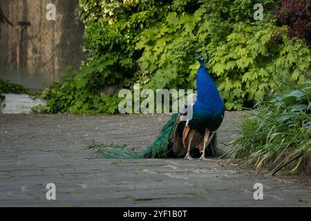 Eleganter männlicher Pfau mit gefächertem Zug, um weibliche Balzfiguren anzulocken Stockfoto