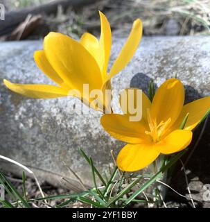 Nahaufnahme einer der ersten Frühlingsblumen des gelben Krokus Stockfoto