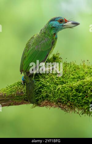 Blauschlauchbarbet Psilopogon asiaticus Stockfoto