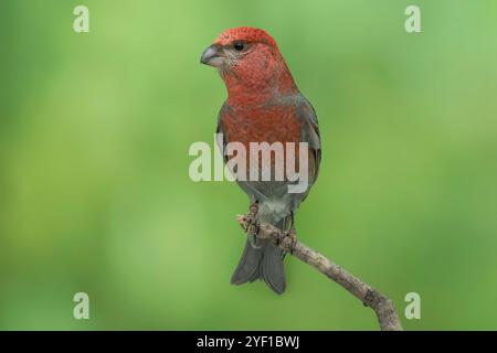 Pinicola-Enucleator, männlich, Pinicola-Enucleator Stockfoto