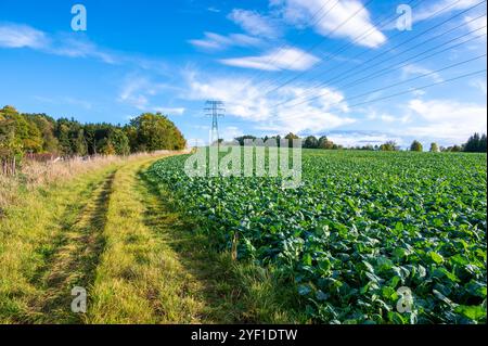 Ein Landschaftsfoto von Stromleitungen und Übertragungstürmen, die sich über ein offenes Feld mit einer malerischen Kulisse aus Hügeln und einem teilweise bewölkten Himmel erstrecken. Die Stockfoto