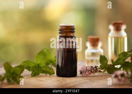 Pfefferminzaromatherapie essentiell in einem Bernsteinglasflaschenöl mit frisch blühender Pflanze Stockfoto