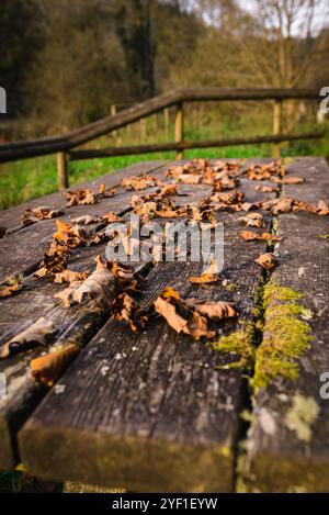 Getrocknete Herbstblätter, die über einen verwitterten Holztisch verstreut sind, mit einem Holzzaun und einer grünen Wiese im weichgezeichneten Hintergrund. Stockfoto