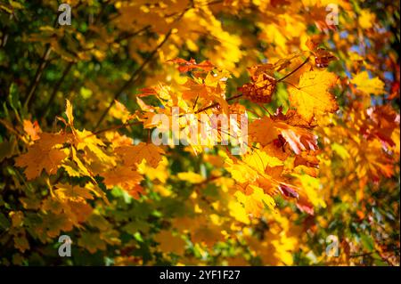 Eine Nahaufnahme der leuchtenden Herbstahornblätter in Orange- und Rottönen. Die Blätter sind mit komplexen Adern und satten Farben versehen, die hervorgehoben werden Stockfoto
