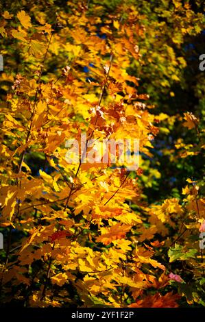Eine Nahaufnahme der leuchtenden Herbstahornblätter in Orange- und Rottönen. Die Blätter sind mit komplexen Adern und satten Farben versehen, die hervorgehoben werden Stockfoto