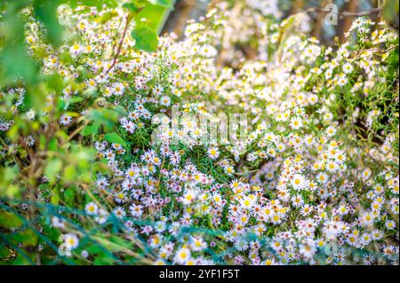 Ein üppiger Fleck von Wildblumen mit kleinen weißen und rosa Gänseblümchen-ähnlichen Blüten, verstreut zwischen grünem Laub. Das Sonnenlicht filtert durch die Blätter, Creat Stockfoto