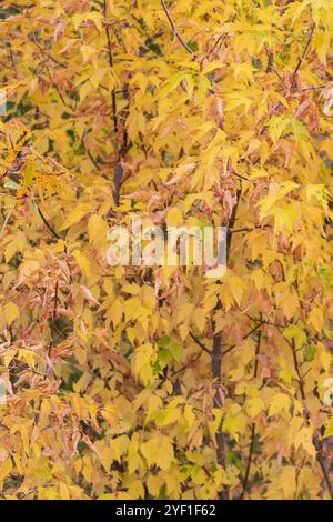 Farbenfrohe Herbstblätter auf Bäumen Stockfoto