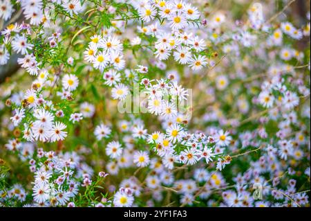 Ein üppiger Fleck von Wildblumen mit kleinen weißen und rosa Gänseblümchen-ähnlichen Blüten, verstreut zwischen grünem Laub. Das Sonnenlicht filtert durch die Blätter, Creat Stockfoto