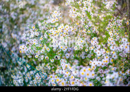 Ein üppiger Fleck von Wildblumen mit kleinen weißen und rosa Gänseblümchen-ähnlichen Blüten, verstreut zwischen grünem Laub. Das Sonnenlicht filtert durch die Blätter, Creat Stockfoto