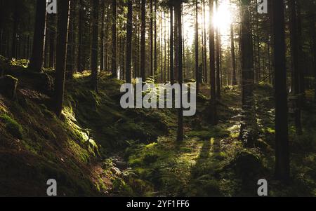 Die helle Sonne scheint warm durch die üppigen grünen Bäume im wunderschönen Wald und schafft eine malerische und ruhige Landschaft Stockfoto