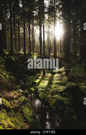Die helle und warme Sonne scheint sanft durch die üppigen grünen Bäume, die in dem wunderschönen Wald um uns herum zu finden sind Stockfoto
