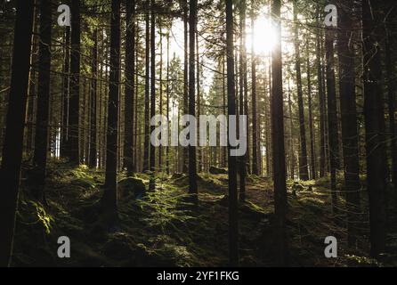 Die Sonne scheint hell durch die Laubbäume im ruhigen Wald und schafft eine malerische und ruhige natürliche Landschaft Stockfoto