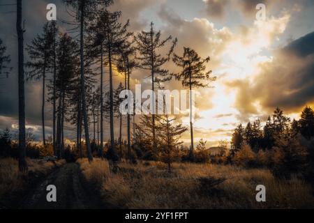 Die helle Sonne scheint wunderschön durch die hohen Bäume im ruhigen Wald und schafft eine atemberaubende Anzeige von Licht und Schatten Stockfoto