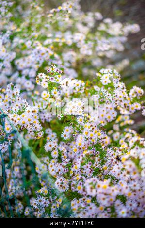 Ein üppiger Fleck von Wildblumen mit kleinen weißen und rosa Gänseblümchen-ähnlichen Blüten, verstreut zwischen grünem Laub. Das Sonnenlicht filtert durch die Blätter, Creat Stockfoto