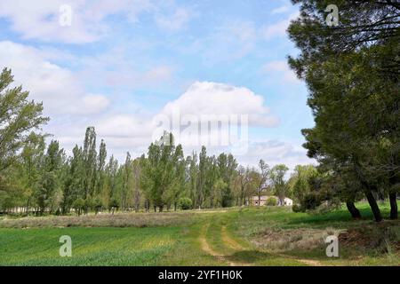 Eine ruhige Landschaft mit einem unbefestigten Pfad, der durch üppige grüne Felder und Bäume führt. Im Hintergrund ist ein Haus teilweise zwischen den Bäumen sichtbar Stockfoto