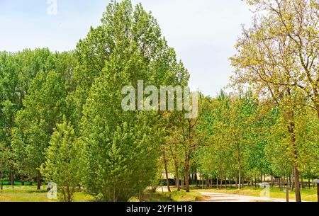 Eine ruhige Parkszene mit einem Pfad gesäumt von üppigen grünen Bäumen. Die Bäume variieren in Höhe und Dichte und zeigen eine Mischung aus leuchtendem Grün A Stockfoto