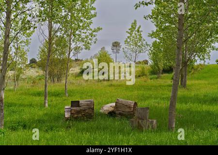 Eine ruhige Outdoor-Szene mit einem grasbewachsenen Bereich mit mehreren Stämmen, die als Sitzgelegenheiten angeordnet sind. Um die Baumstämme herum sind junge Bäume mit leuchtend grünen Blättern, Stockfoto
