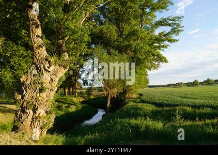 Ein friedlicher Fluss gesäumt von üppigen grünen Bäumen und Feldern. Das ruhige Wasser schlängelt sich sanft durch die pulsierende Landschaft und spiegelt die Natur wider Stockfoto