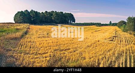 Ein Panoramablick auf ein goldenes Weizenfeld mit frisch geschnittenen Strohlinien, umgeben von einem dichten Wald aus hohen Kiefern im Hintergrund. Der Himmel ist Ccle Stockfoto