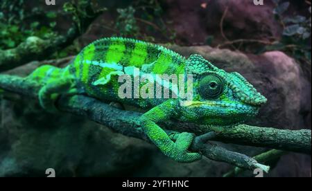 Green Panther Chamäleon Furcifer pardalis lehnt sich auf einen grünen Holzstock und versucht, sich in die Umwelt zu assimilieren Stockfoto