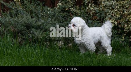 Bichon maltese starrt etwas im Gras an, mit Busch im Hintergrund Stockfoto