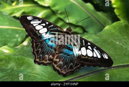 Der Clipper-Schmetterling Parthenos Sylvia mit den Flügeln, die nach dem Regen auf einem grünen Blatt vollständig geöffnet sind Stockfoto