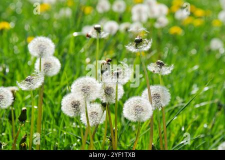 Viele Löwenzahnblüten auf einer grünen Wiese im Frühling Stockfoto