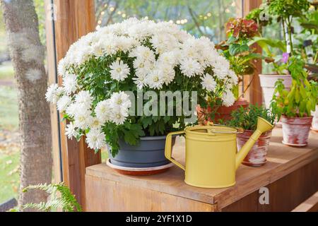 Weißer blühender Chrysanthemenstrauch im Topf und grüne Pflanzen auf Fensterhintergrund. Sammlung von Blumen in Töpfen, dekorative Gießkanne auf Holzregal Stockfoto