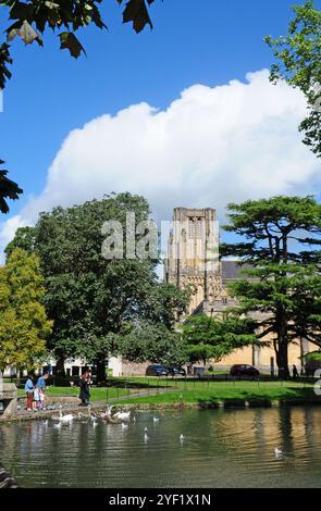 Leute füttern die Schwäne im Graben, Wells. Stockfoto