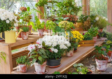 Bunte Blumen und verschiedene grüne Pflanzen in Töpfen, die auf Holzregalen im Gewächshaus angeordnet sind. Weiße und gelbe Chrysanthemen im Topf, rosa Balsam Stockfoto