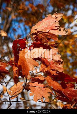 Die Blätter der Northern Red Oak leuchten in kupferfarbenen Herbsttönen unter warmem Sonnenlicht, vor einem verschwommenen Hintergrund im Larz Anderson Park, Brookline, MA Stockfoto