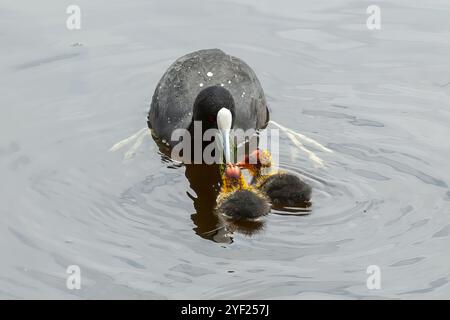 Eurasian Coot and Chicks, Fulica atra im Big Swamp, Bunbury, Western Australia, Australien Stockfoto