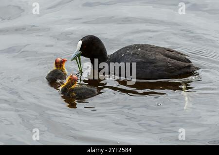 Eurasian Coot and Chicks, Fulica atra im Big Swamp, Bunbury, Western Australia, Australien Stockfoto