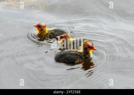 Eurasian Coot Chicks, Fulica atra im Big Swamp, Bunbury, Western Australia, Australien Stockfoto