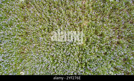Luftaufnahme eines riesigen Feldes blühender Lavendelblumen Stockfoto