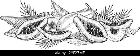 Papaya Frucht und Palmblätter Vektor Illustration. Umrisszeichnung exotischer tropischer Pflanzen mit schwarzer Tinte. Lineare Ätzung horizontaler Zusammensetzung mit saftigen Lebensmitteln. Gravur für Rezept. Stock Vektor