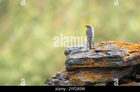 Rückansicht eines weiblichen schwarzen Rotstarts (Phoenicurus ochruros), der auf Steinen thront, verschwommener grüner Hintergrund, Minimalismus, Kopierraum, negativer Raum Stockfoto