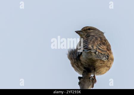 Weibliches Leinen mit dezentem braunem und grauem Gefieder. Ernährt sich von Samen und Insekten. Foto aufgenommen im Turvey Nature Reserve, Dublin. Stockfoto