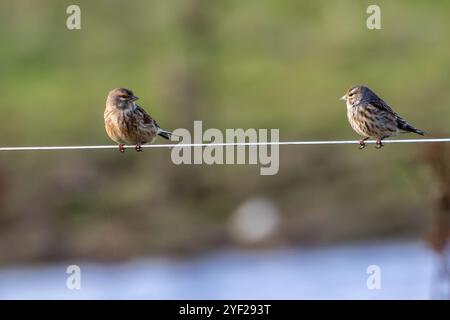 Weibliches Leinen mit dezentem braunem und grauem Gefieder. Ernährt sich von Samen und Insekten. Foto aufgenommen im Turvey Nature Reserve, Dublin. Stockfoto