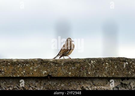 Weibliches Leinen mit dezentem braunem und grauem Gefieder. Ernährt sich von Samen und Insekten. Foto aufgenommen im Turvey Nature Reserve, Dublin. Stockfoto