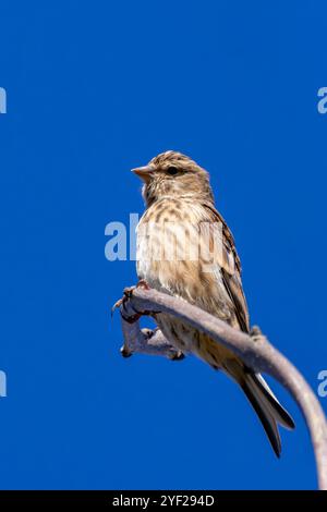 Weibliches Leinen mit dezentem braunem und grauem Gefieder. Ernährt sich von Samen und Insekten. Foto aufgenommen im Turvey Nature Reserve, Dublin. Stockfoto